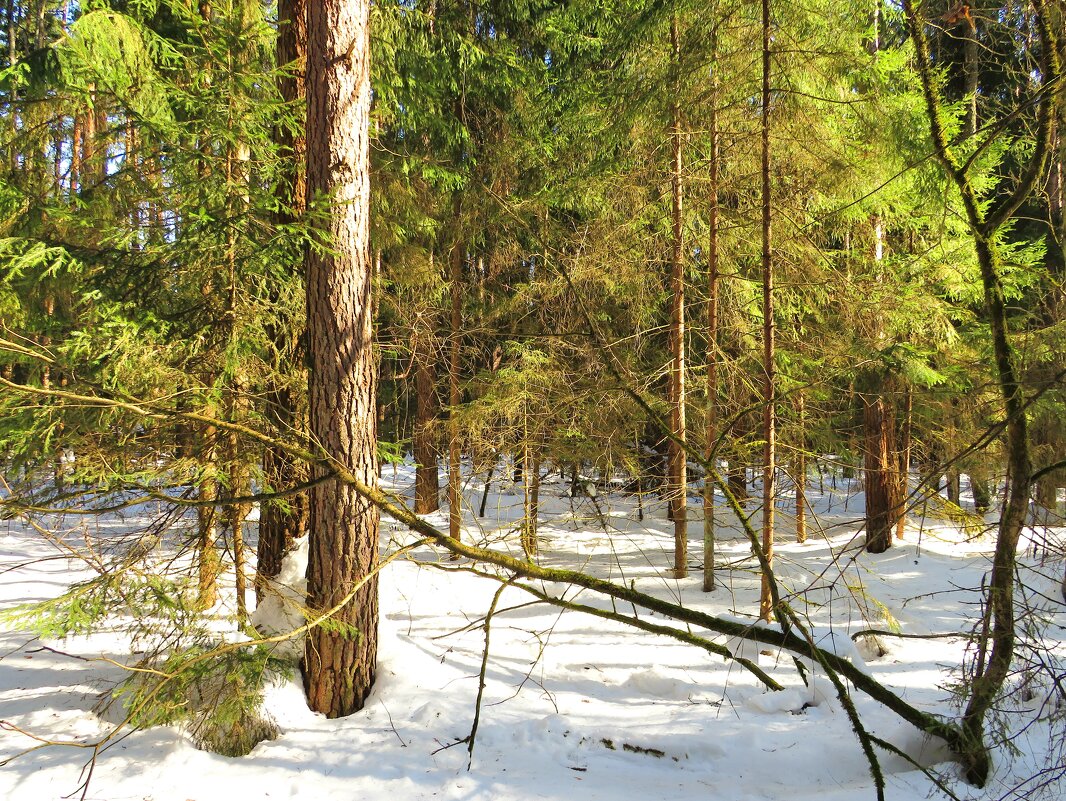 Солнце в хвойном лесу - Андрей Снегерёв