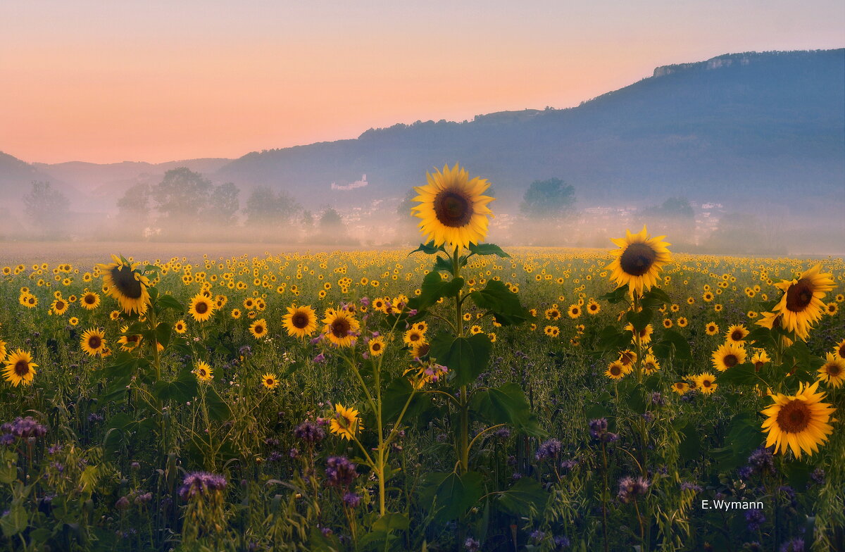 misty morning - Elena Wymann