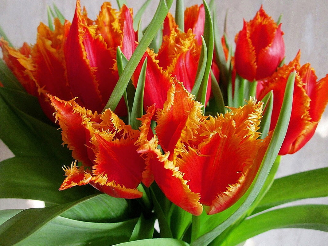 Тюльпаны - это дивные цветы... - Ольга Довженко