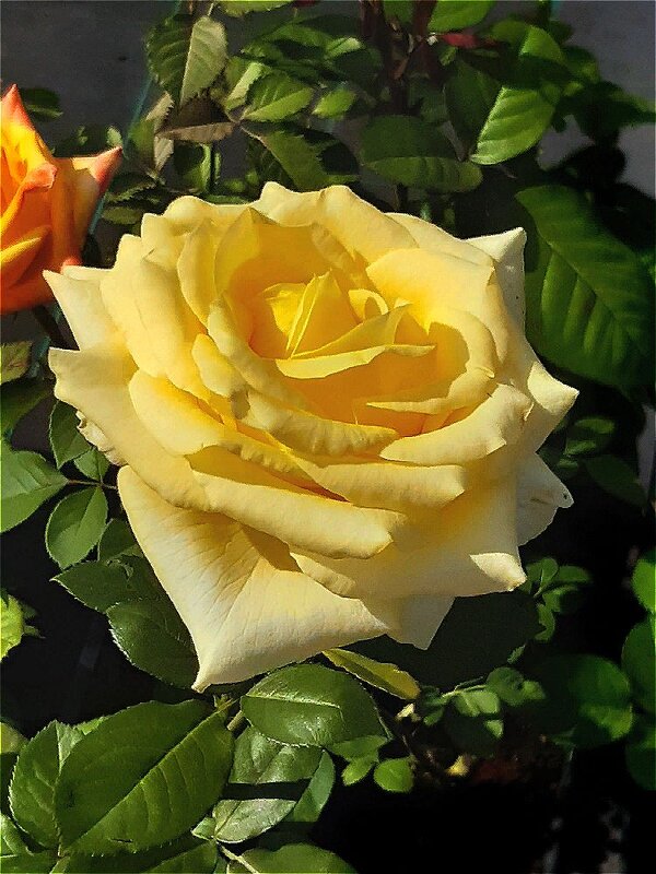 Роза жёлтого цвета тепла и света! - Нина Андронова