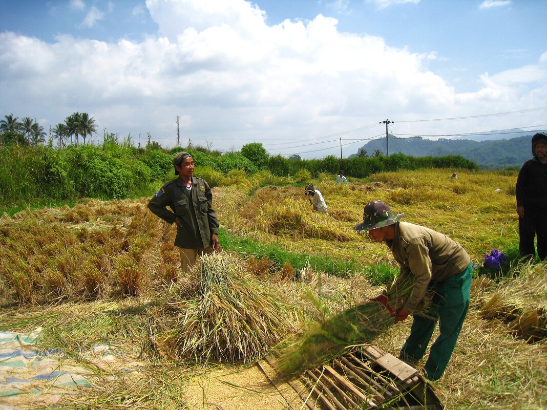 Уборка и обмолот риса на Суматре. - unix (Илья Утропов)
