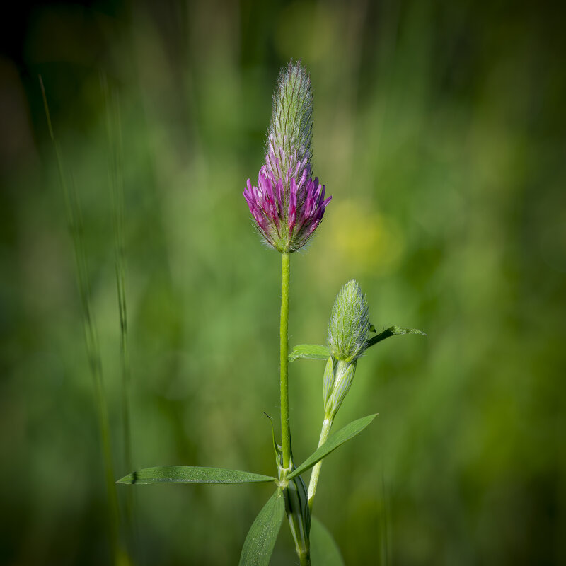 Клевер пурпурный (Trifolium purpureum) - Александр Григорьев