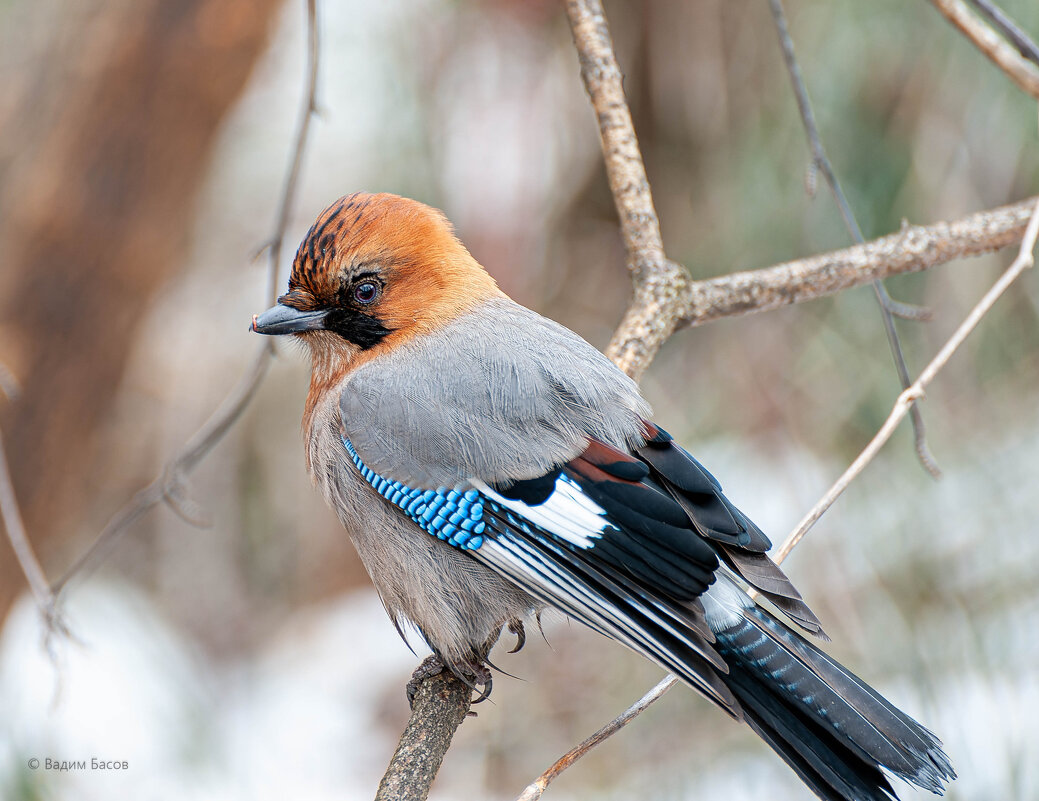 Сойка (Garrulus glandarius). Птицы Сибири. - Вадим Басов