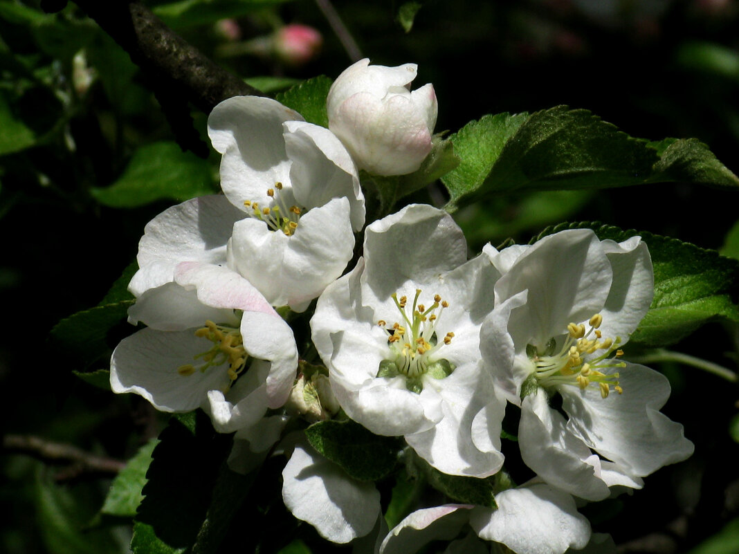 Яблоня в цвету - Наталья 