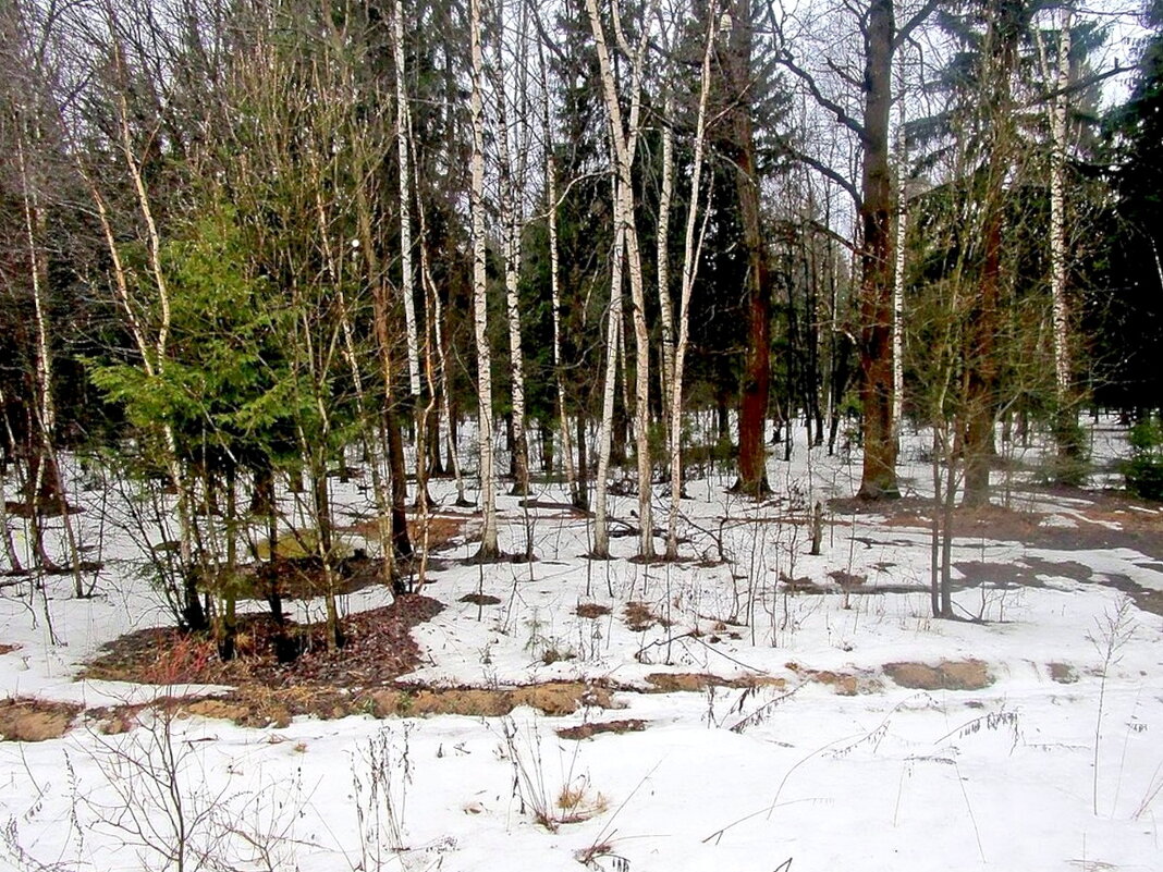 Ещё в лесах белеет снег... - Ольга Довженко