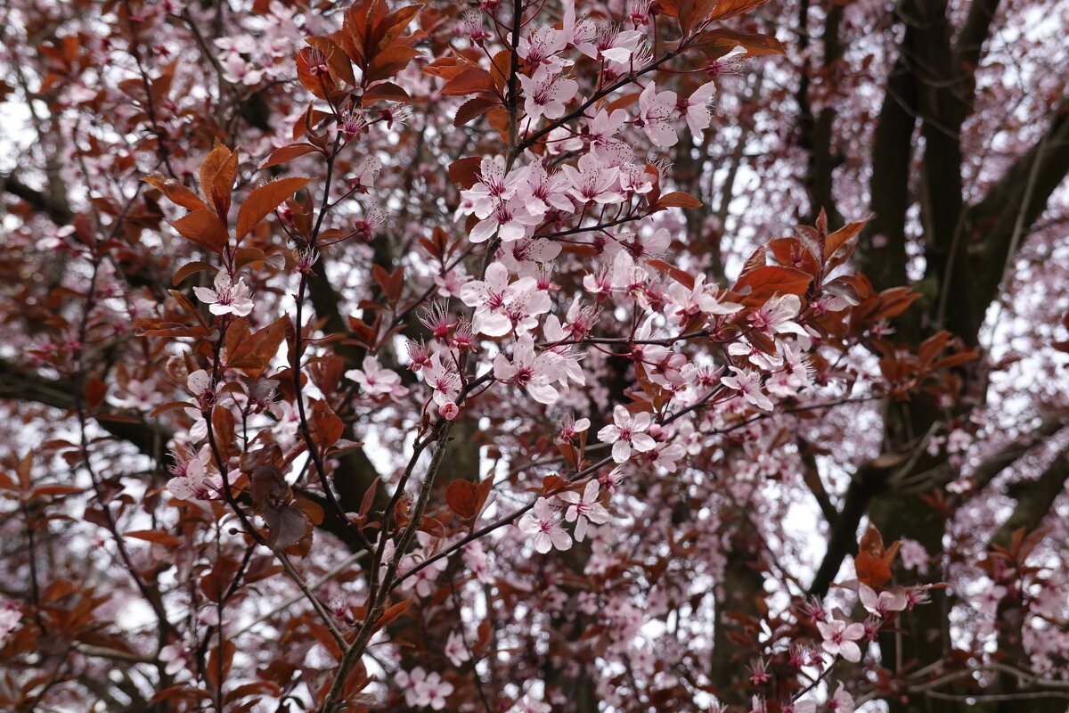 "...Где, на каком они дереве, Эти цветы, - не знаю, Но ароматом повеяло…" Мацуо Басё - Galina Dzubina