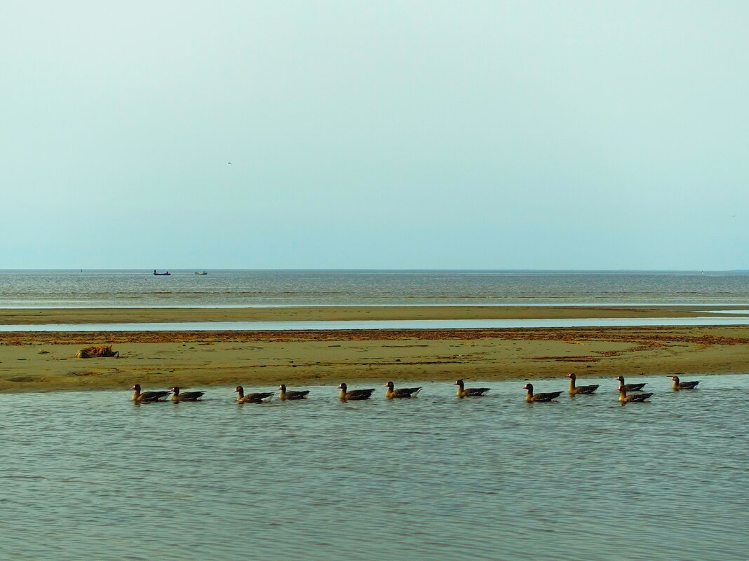 Перелётные казарки около Пярнуского залива - Aida10 