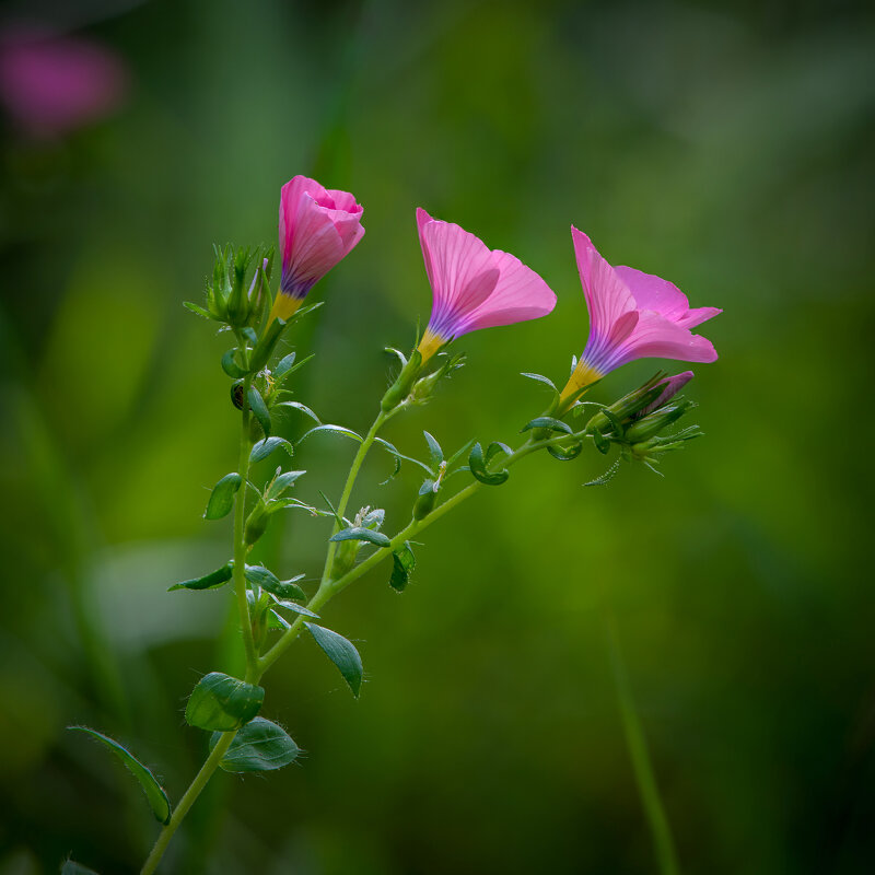 Лен пушистый ( Linum pubescens). - Александр Григорьев