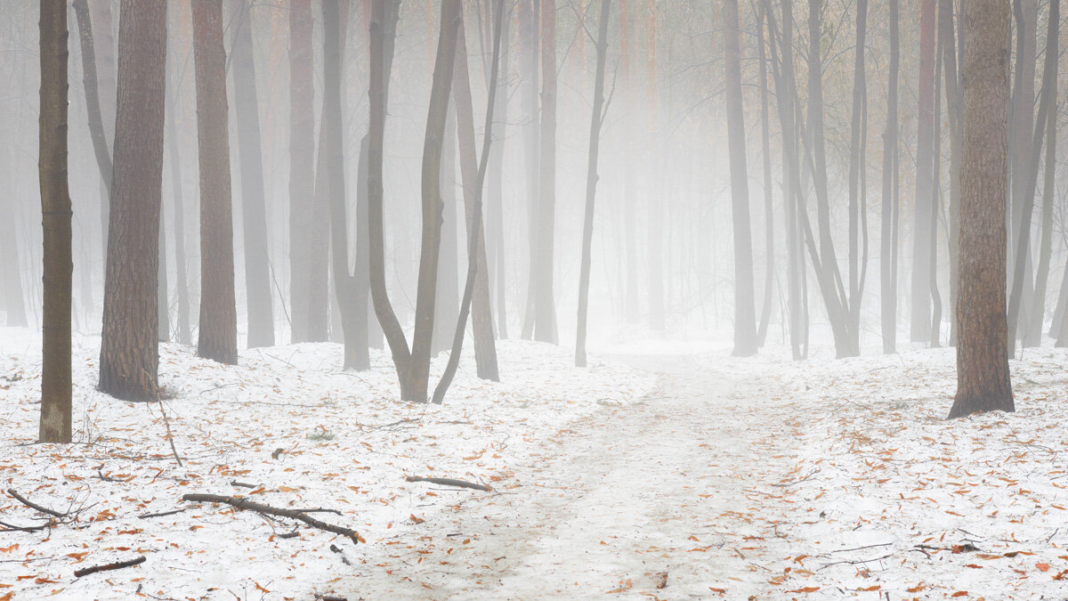 В туманном лесу - Валерий Вождаев