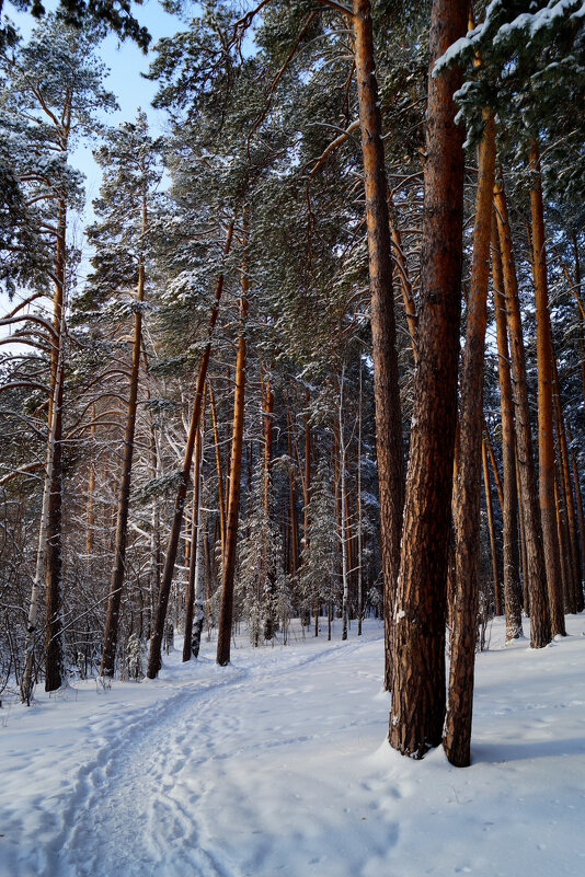 Хвойный лес - Алексей Милов