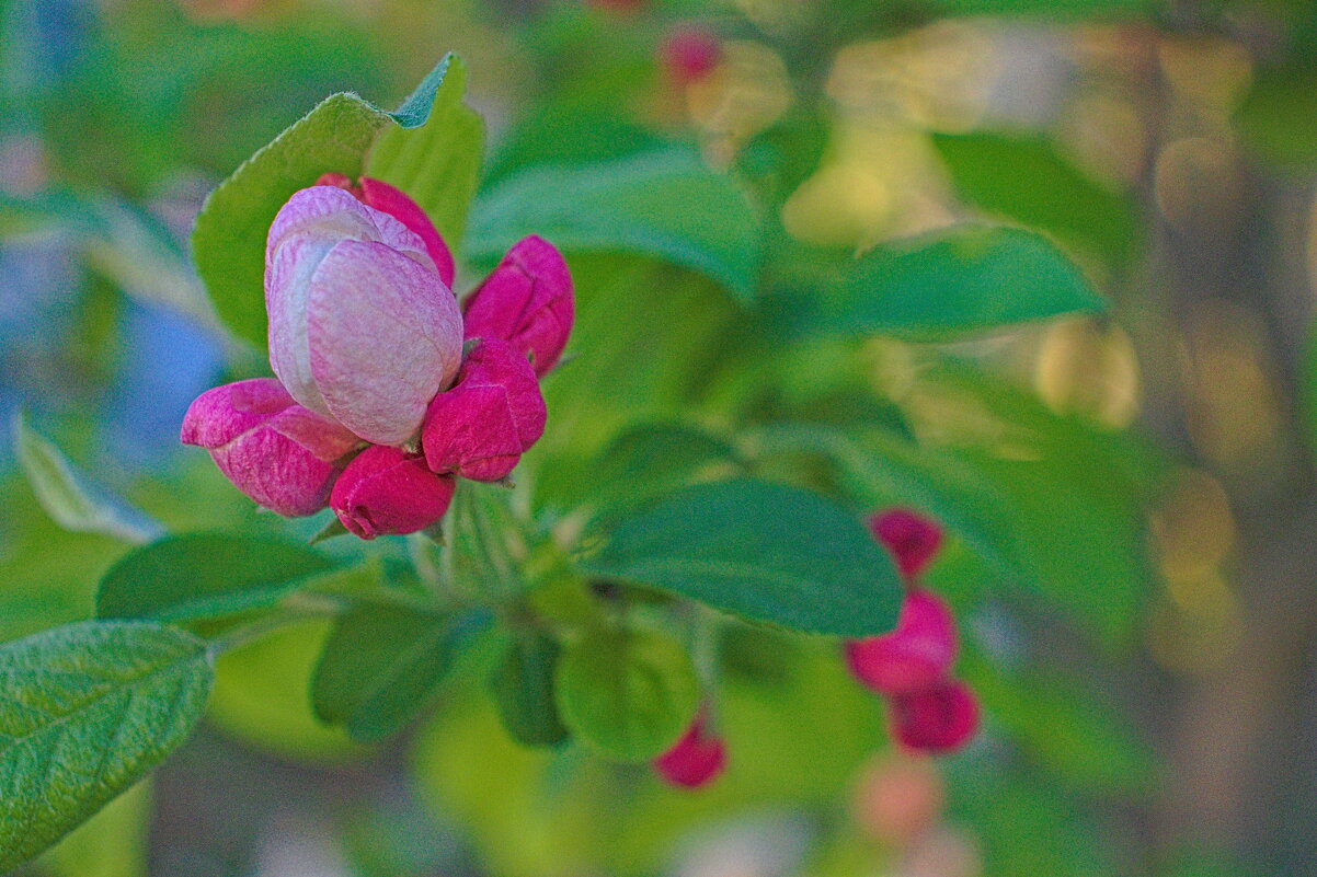 цветок яблони - Giant Tao /