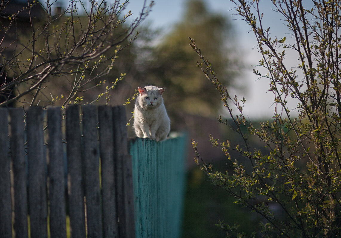 Весенний потрепанный дворовый кот после драки греет рваное ухо на солнышке - Тимур Кострома ФотоНиКто Пакельщиков