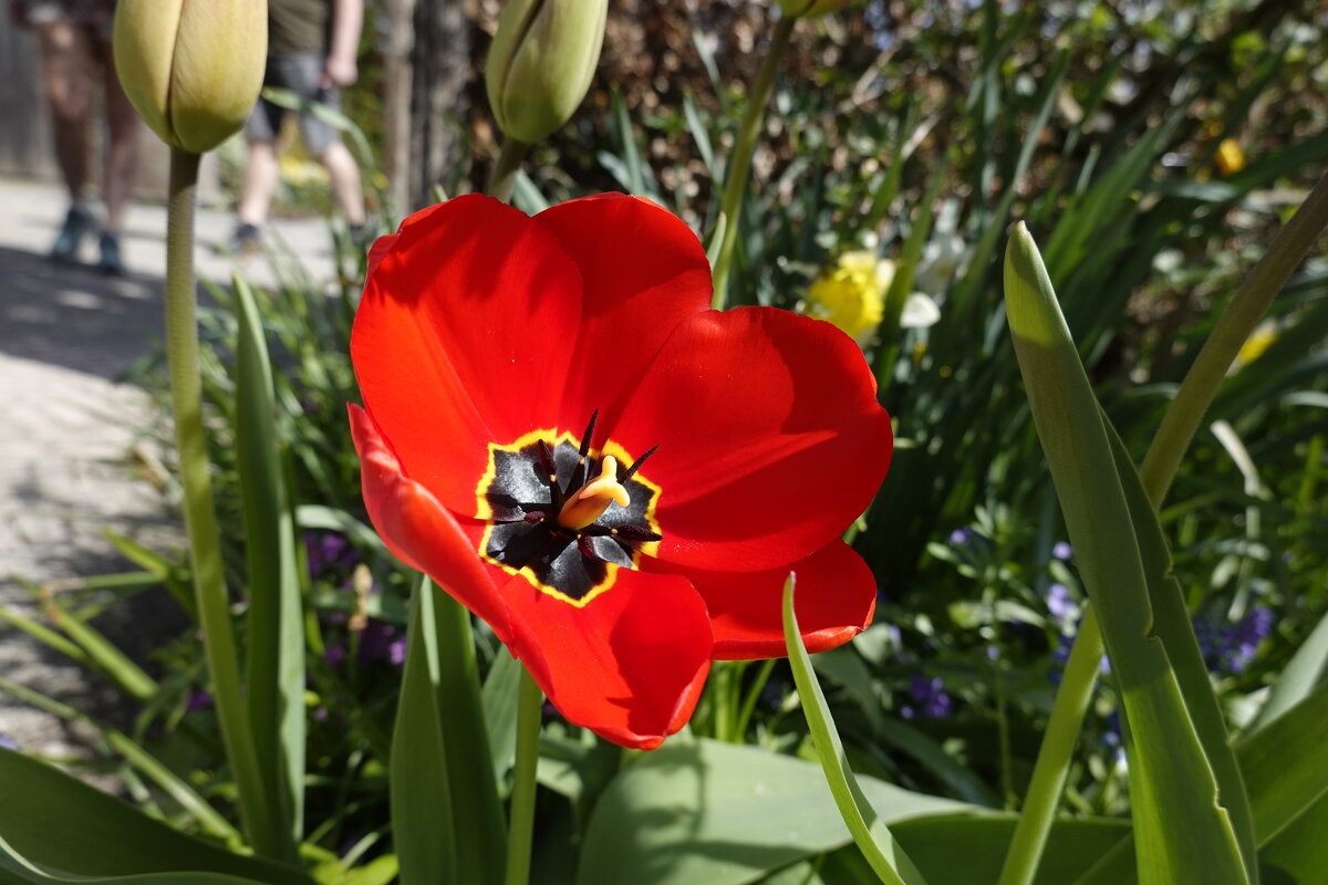 Красные тюльпаны - шёлковые чаши, По весне лазурной нет нежней и краше; .... - Galina Dzubina