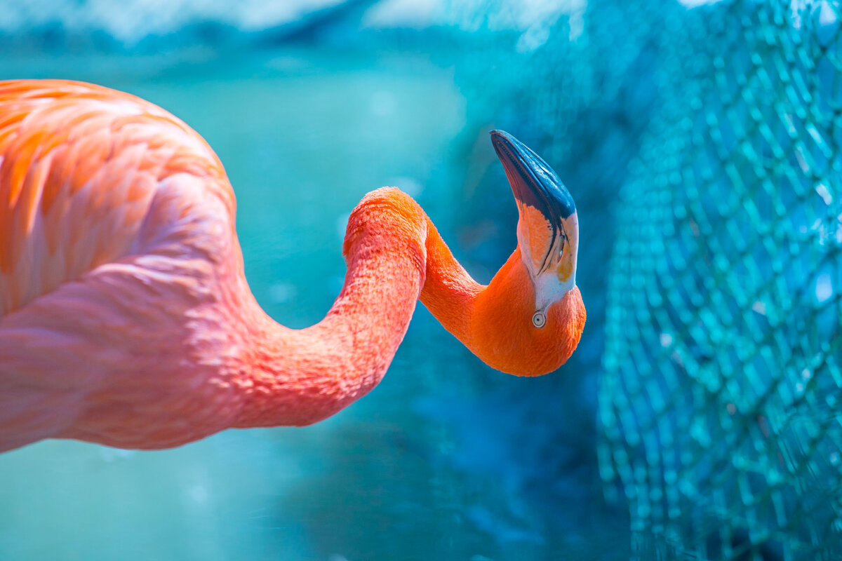 розовый фламинго - аркадий 