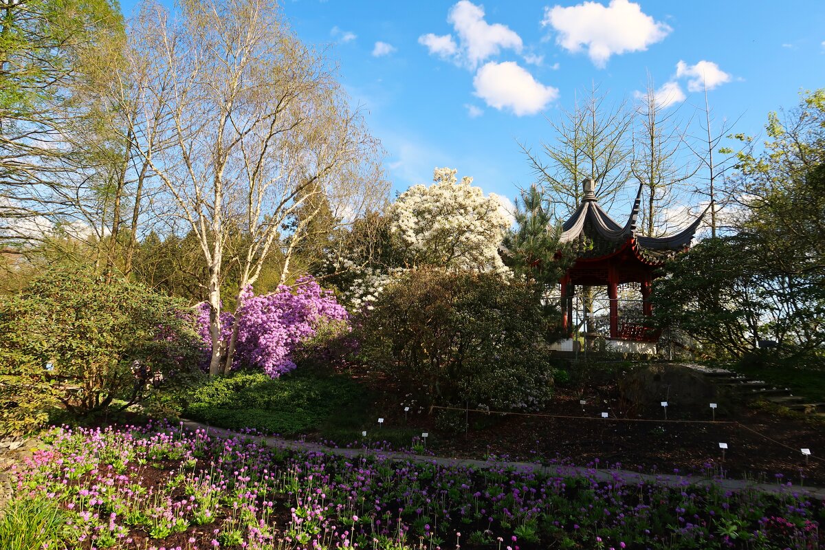 Ботанический сад Гамбурга. Японский сад - Nina Yudicheva