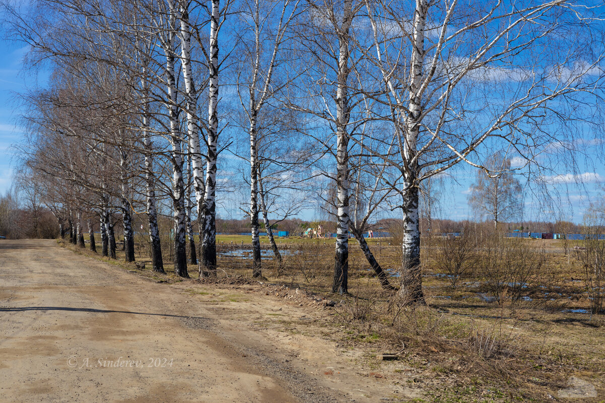 Берёза в апреле - Александр Синдерёв