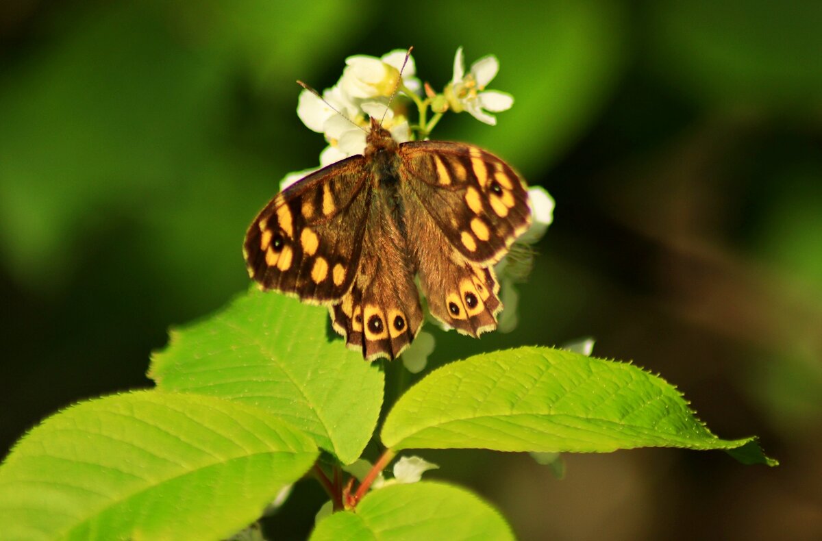 Первые бабочки Краеглазка эгерия - Юрий. Шмаков