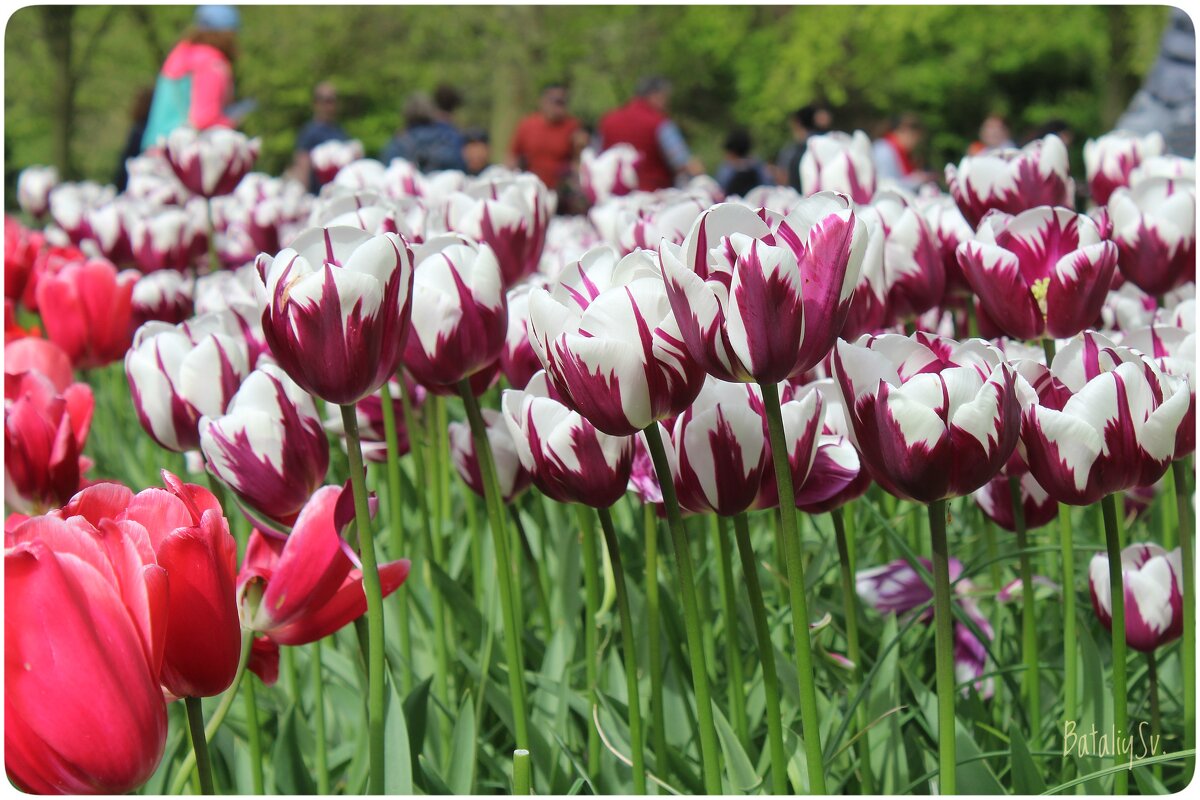 парк цветов Keukenhof - Светлана Баталий