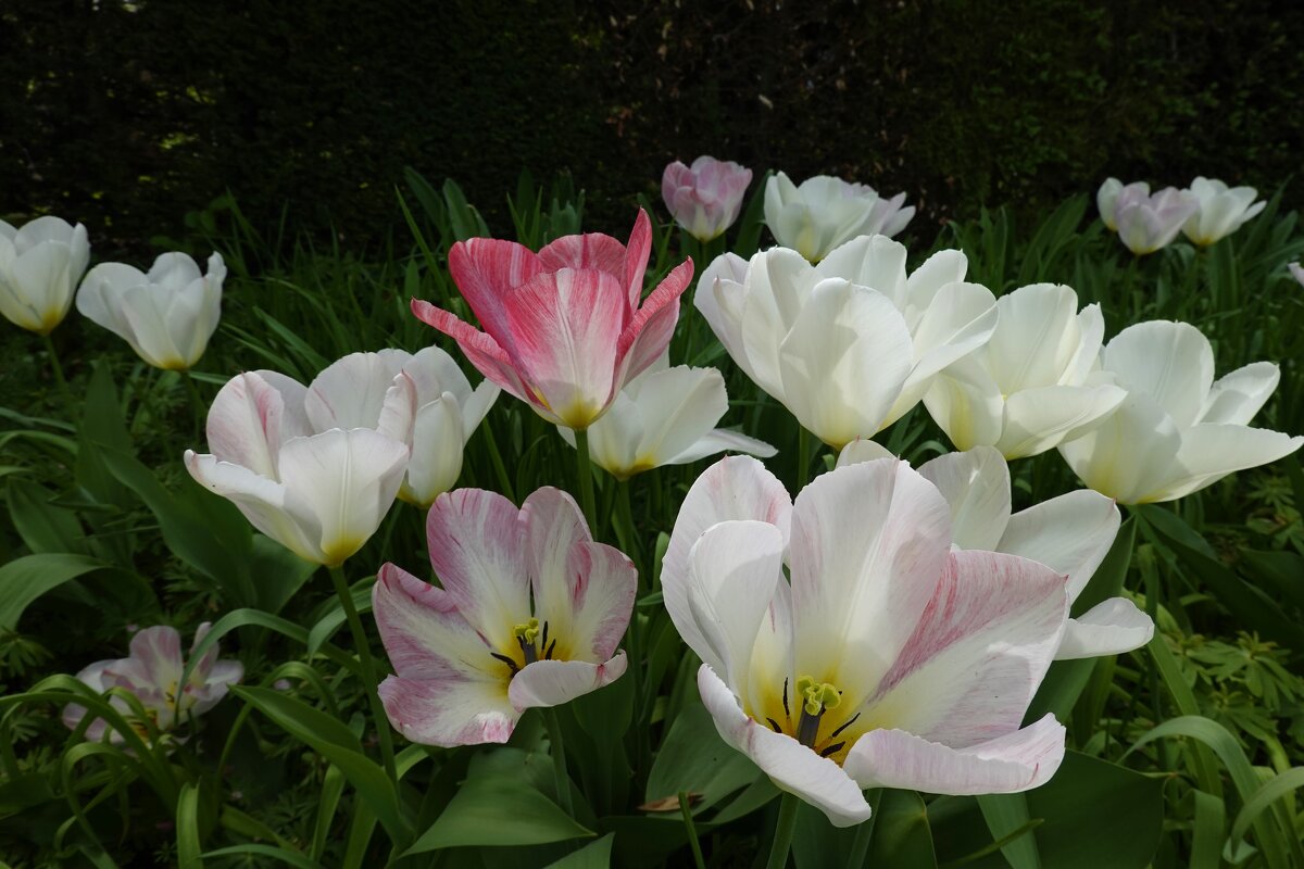 "Тюльпаны  ...Построились шеренгой вдоль дорожки Красивые цветы на стройной ножке. " - Galina Dzubina