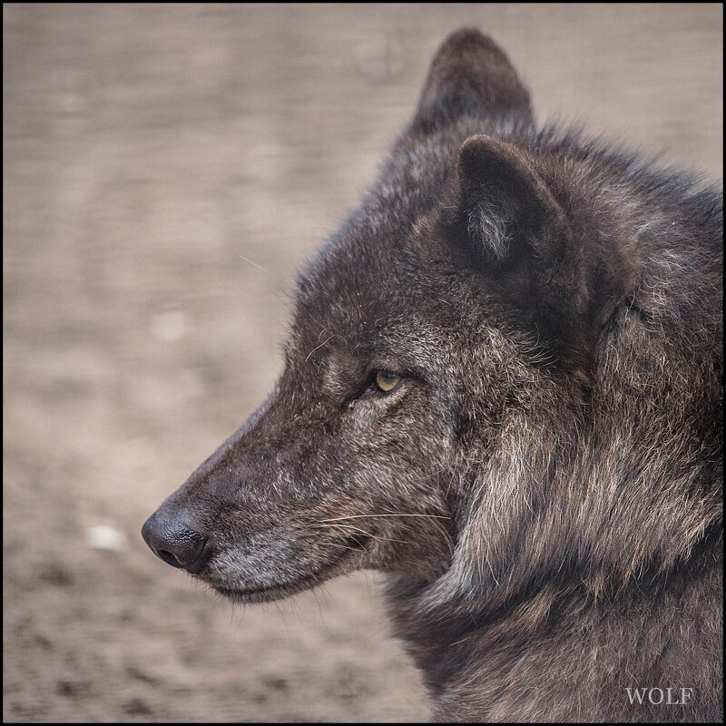 волк - аркадий 