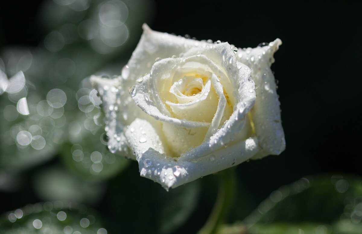 Ах, эти белые розы после дождя.... - Наталья 