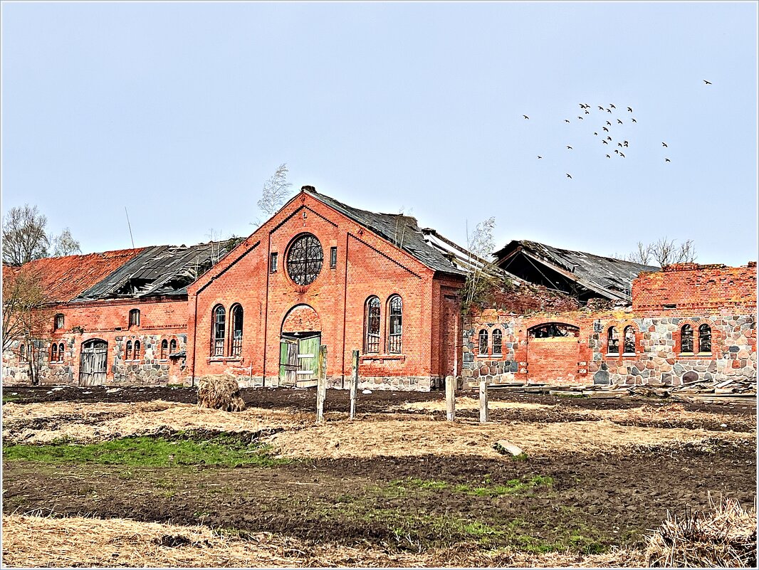 Старый конный завод Цвион, 1875г. - Валерия Комова