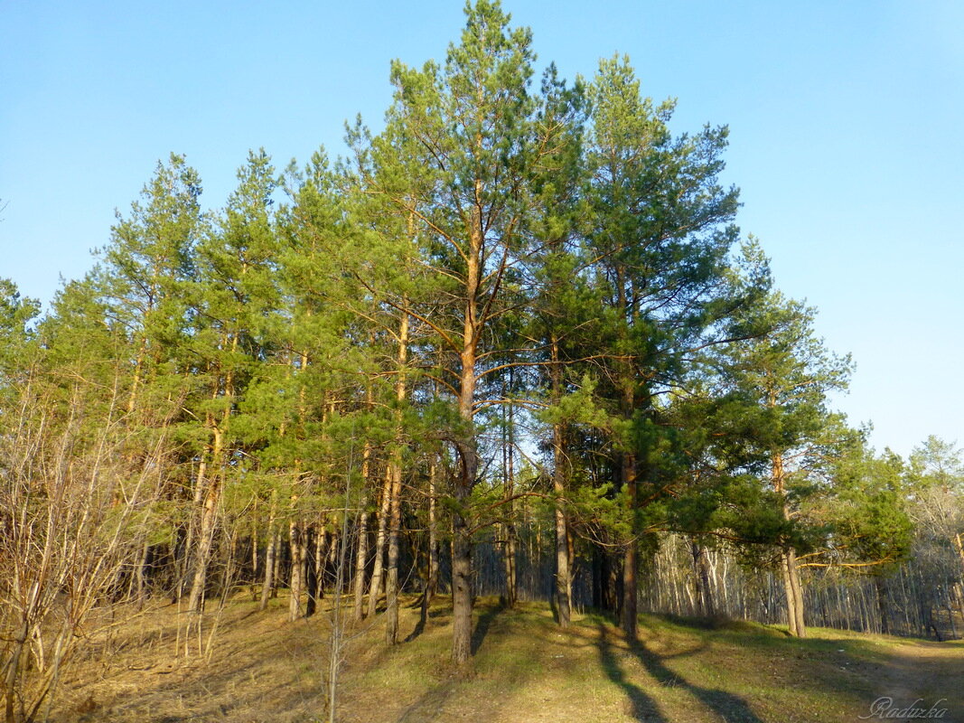 На прогулку в сосновый лес - Raduzka (Надежда Веркина)