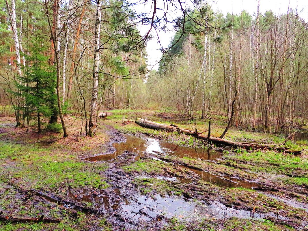 Дорога в лес - Андрей Снегерёв