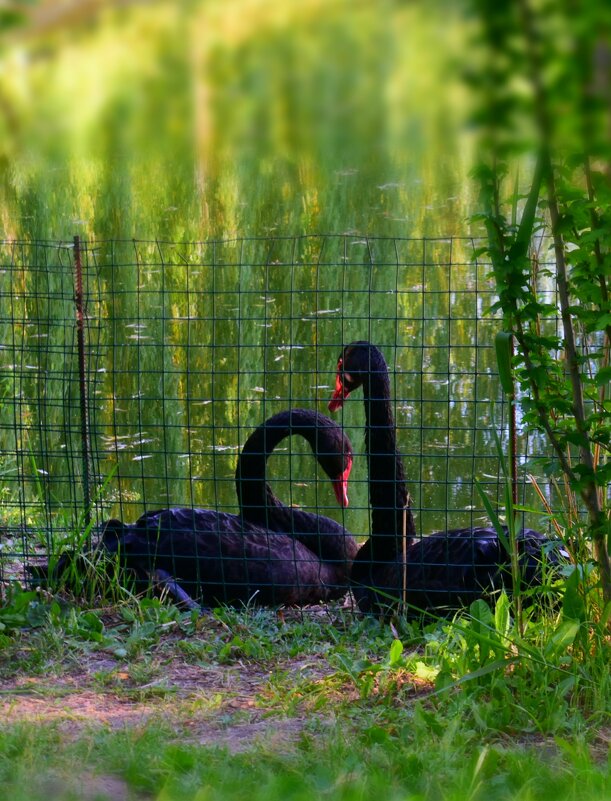 Чёрные лебеди на монастырском пруду - Евгения 