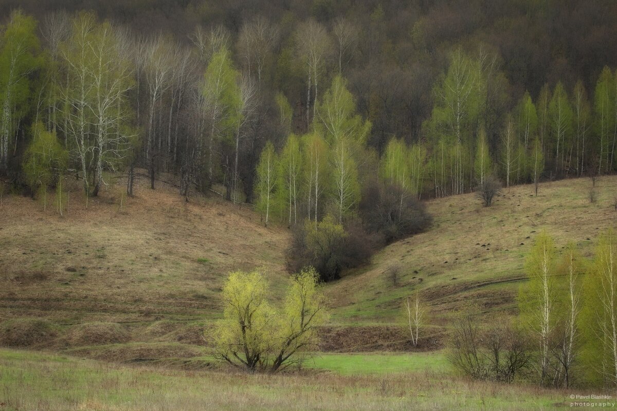 Весна - Pavel Blashkin