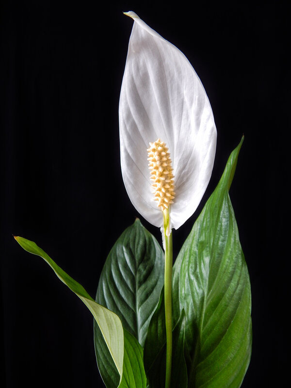 Цветок Спатифиллум - Александр Белый