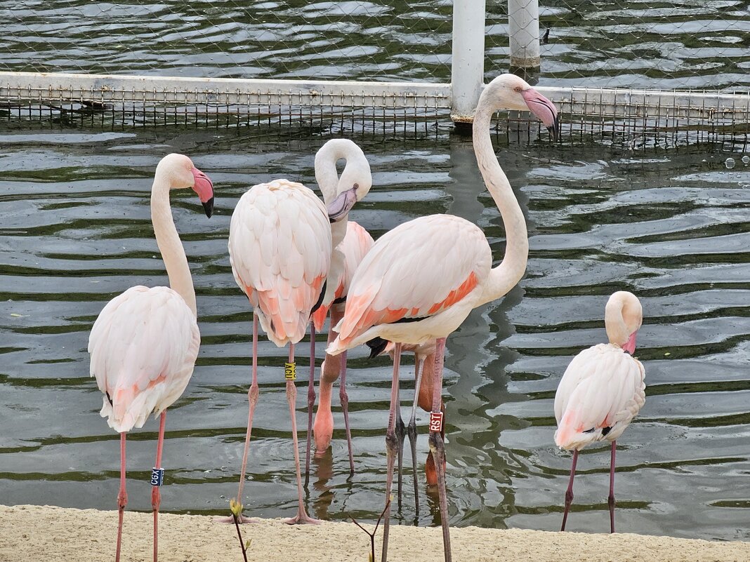 Фламинго - <<< Наташа >>>