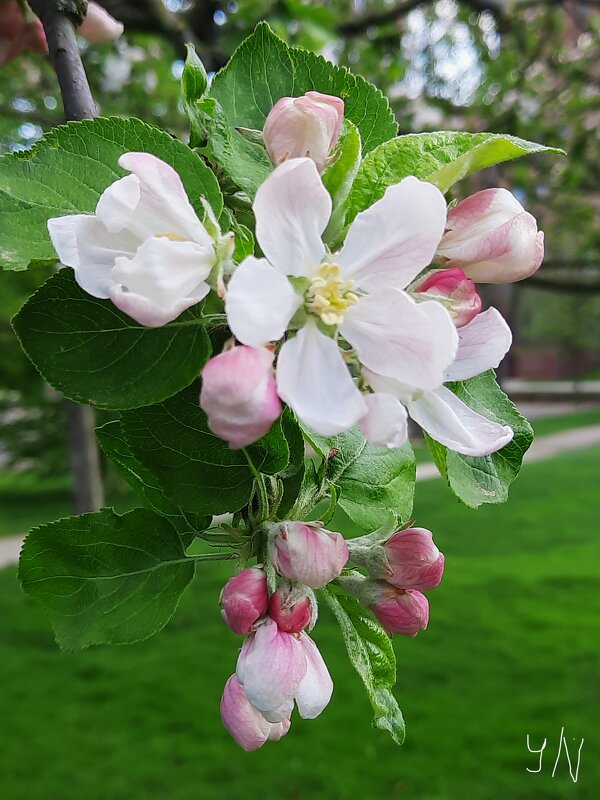 Цвет яблони - Nina Yudicheva