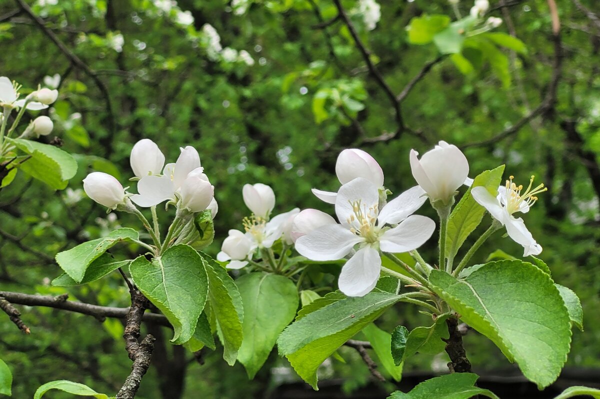 Яблони цветут - Татьяна 