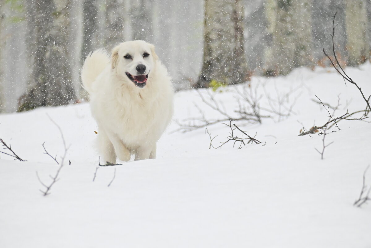 Счастливая собака на апрельском снегу - Светлана 