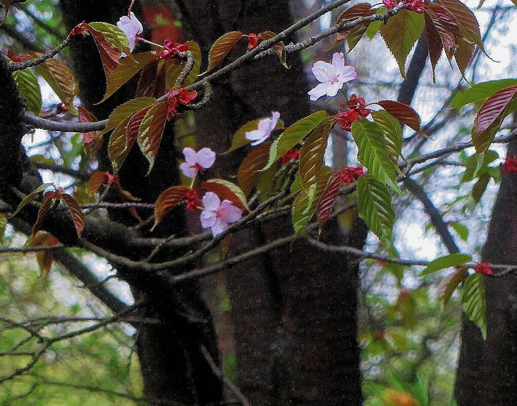 .. редкие цветы сакуры в японском саду.. 26 апреля 2024 года.. - galalog galalog