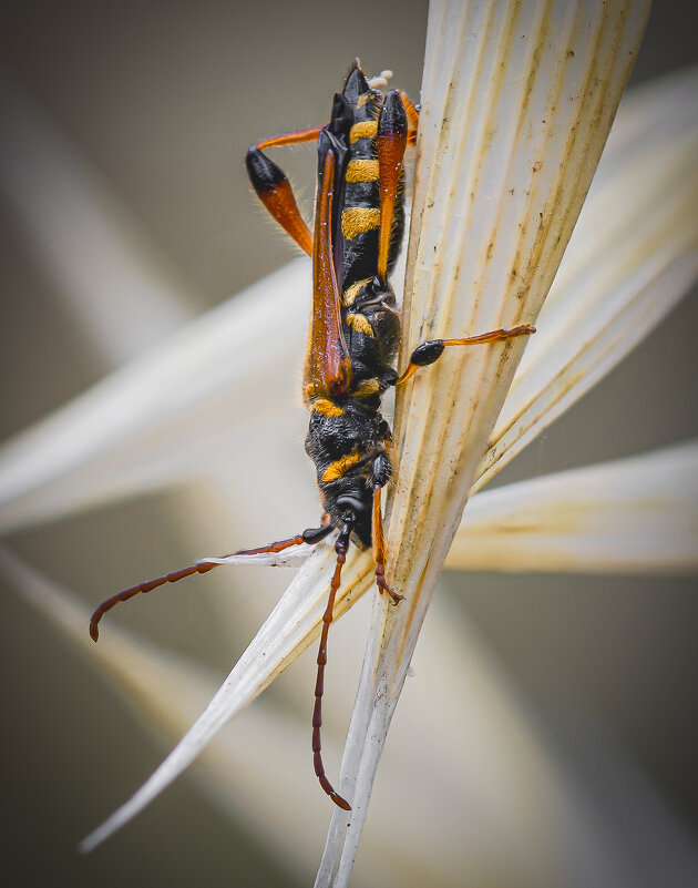 Жук усач(Stenopterus rufus syriacus). - Александр Григорьев