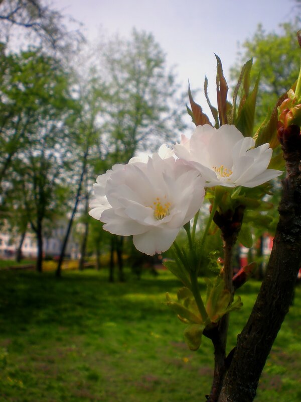 Весеннее цветение - Роман Савоцкий