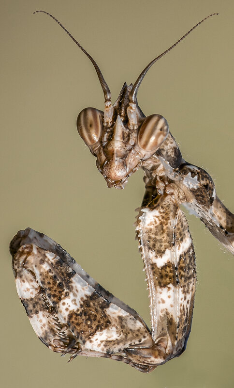 Богомол.Нимфа Blepharopsis mendica. - Александр Григорьев