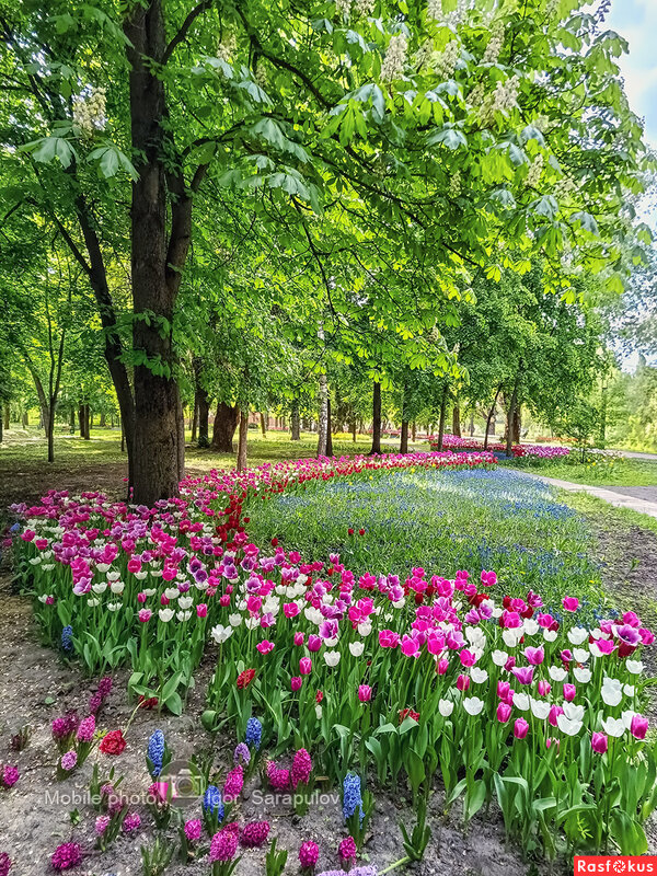 В парках городских тюльпаны расцвели - Игорь Сарапулов