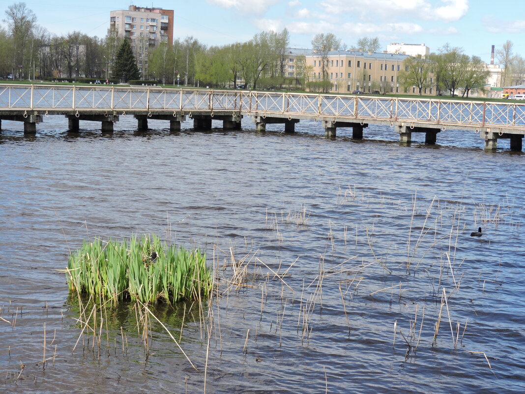 Островок...Уютное местечко для гнёздышка... - Мария Васильева