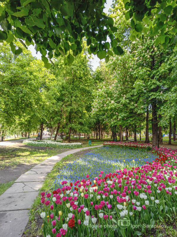 В весеннем парке - Игорь Сарапулов