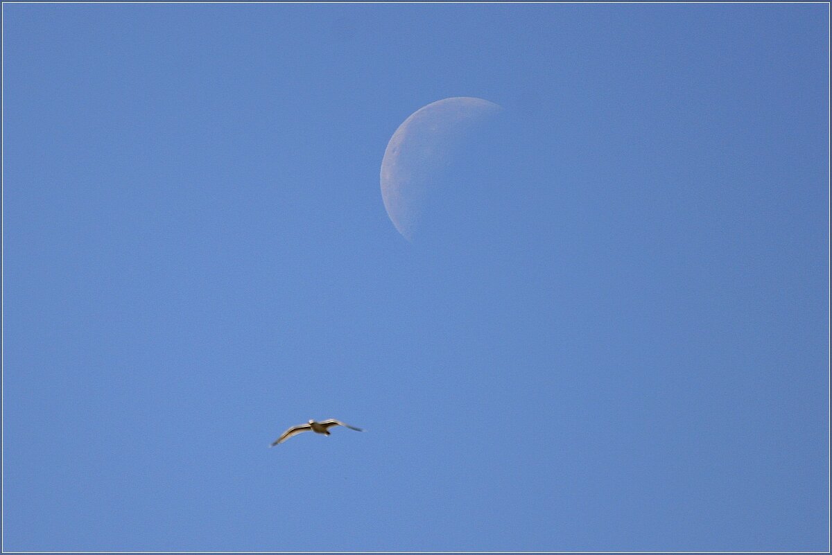 СлуЧайкное фото Луны - Сеня Белгородский