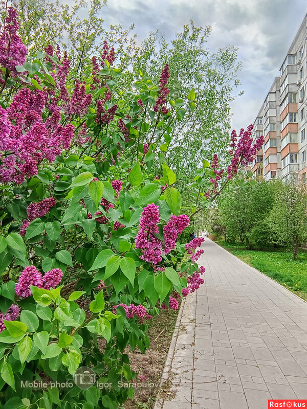 Плыл по городу запах сирени - Игорь Сарапулов