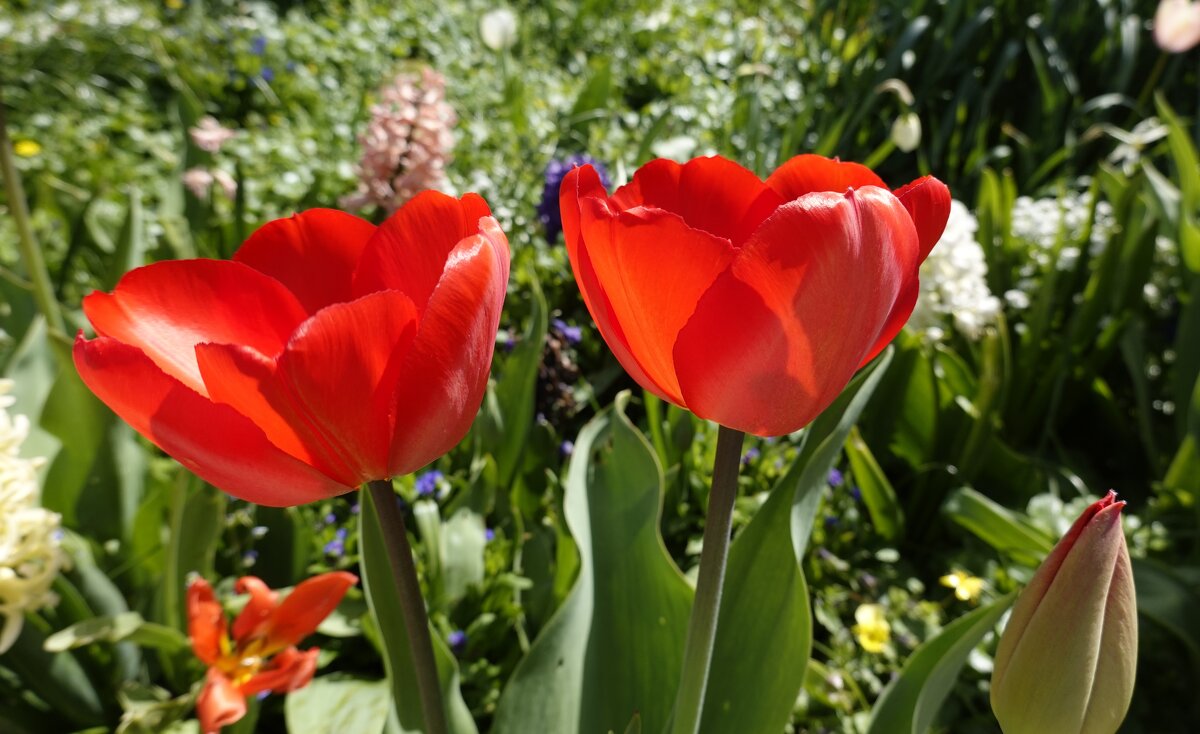 Вот эти красные тюльпаны На солнце ярко так горя... - Галина 