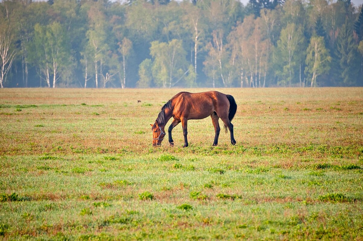 Майский конь - Валерий Иванович