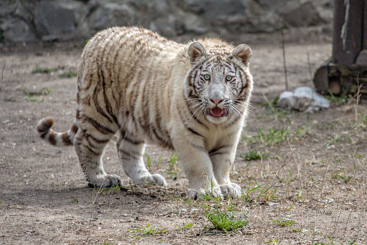 тигр бенгальский - аркадий 