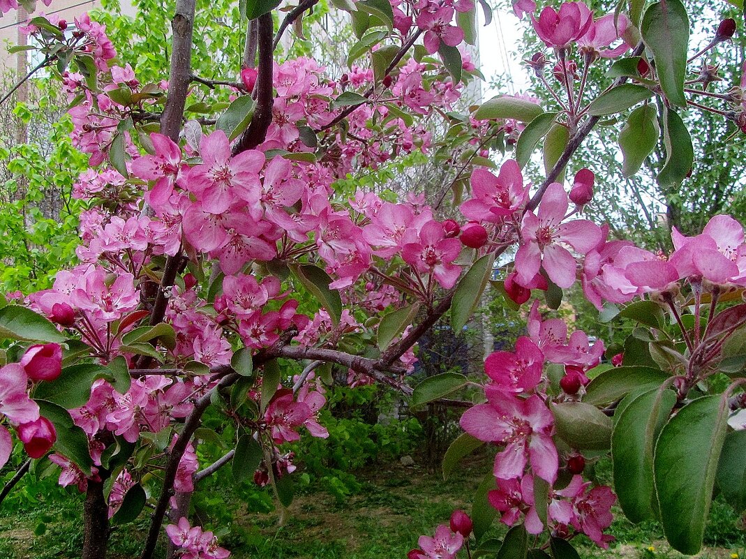 .. яблоня в цвету-весны творенье! - galalog galalog