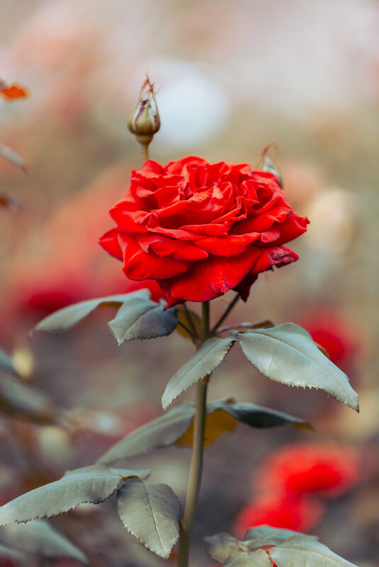 Розы в парке Ханчжоу - Дмитрий 