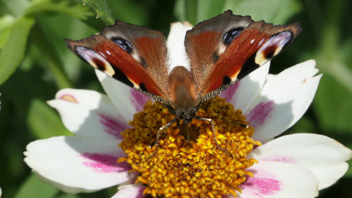 Павлиний глаз Бабочки / Butterfliesу  у меня на Даче... - "The Natural World" Александер